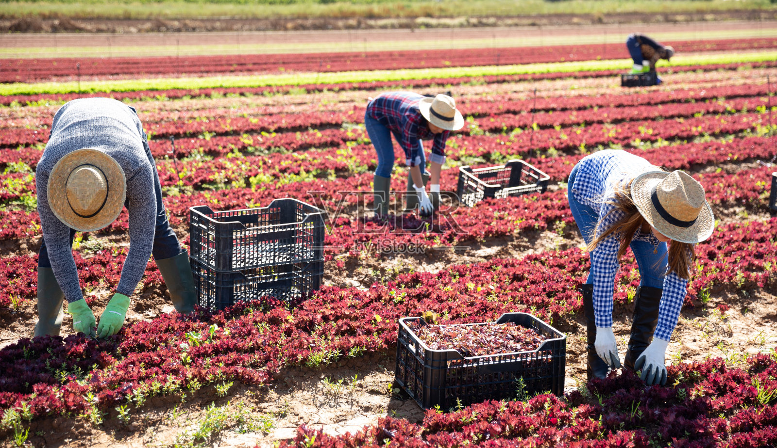 几名工人收割红莴苣照片摄影图片