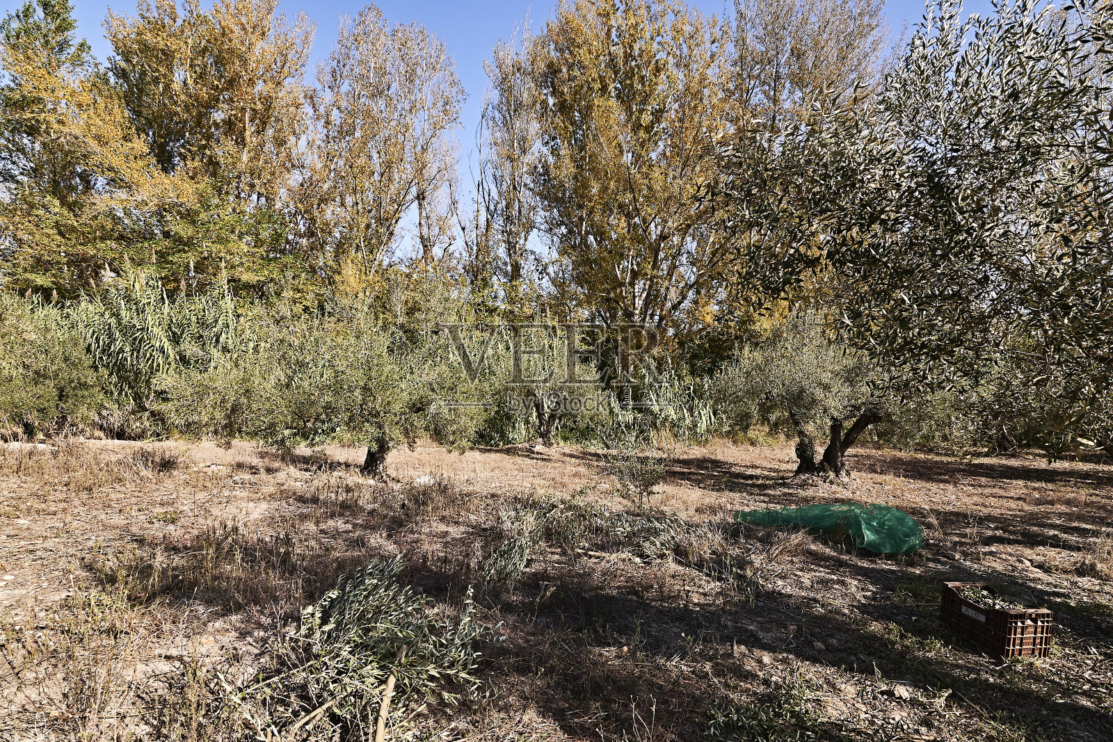 准备收获的橄榄田照片摄影图片