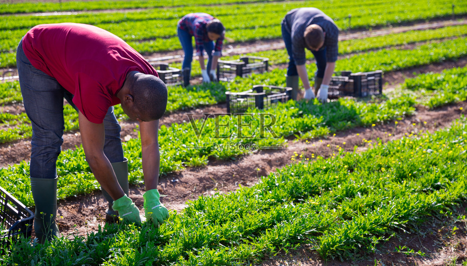 一个非洲裔美国工人正在田里割绿色的芝麻菜照片摄影图片
