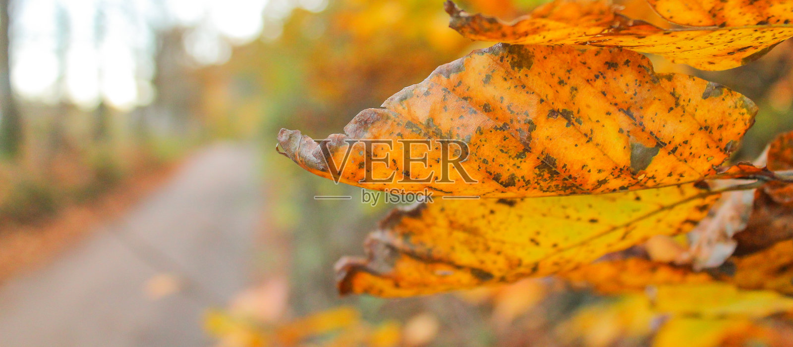 小径穿过五彩缤纷的枫树，秋天的公园里没有人照片摄影图片