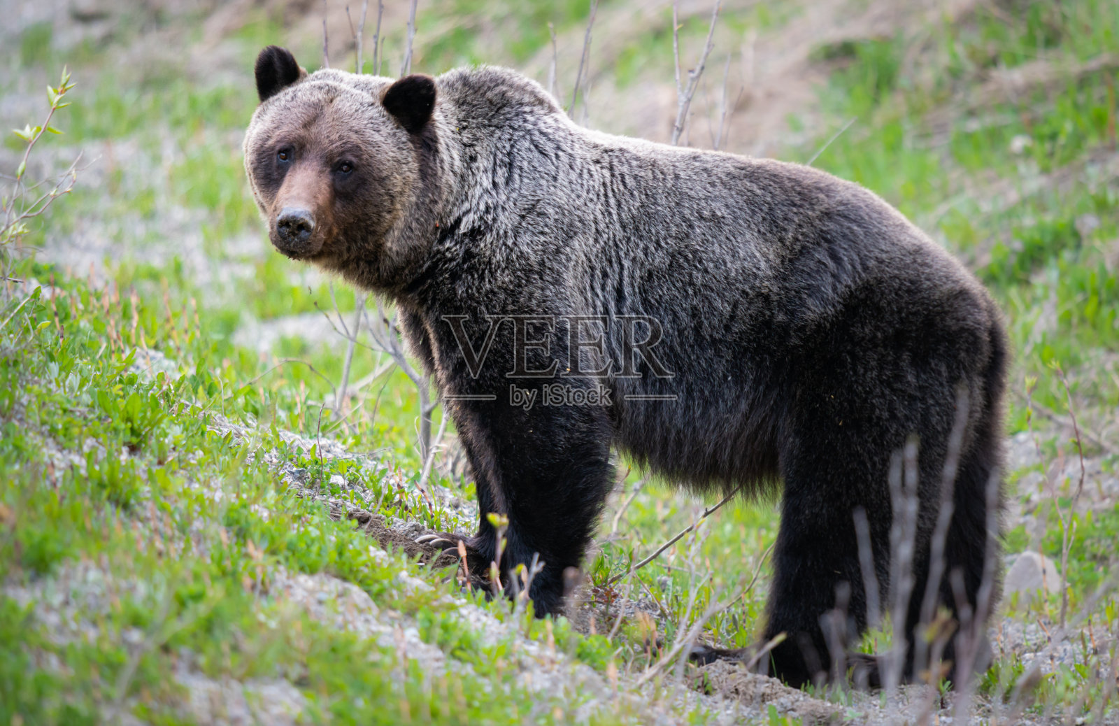 灰熊照片摄影图片