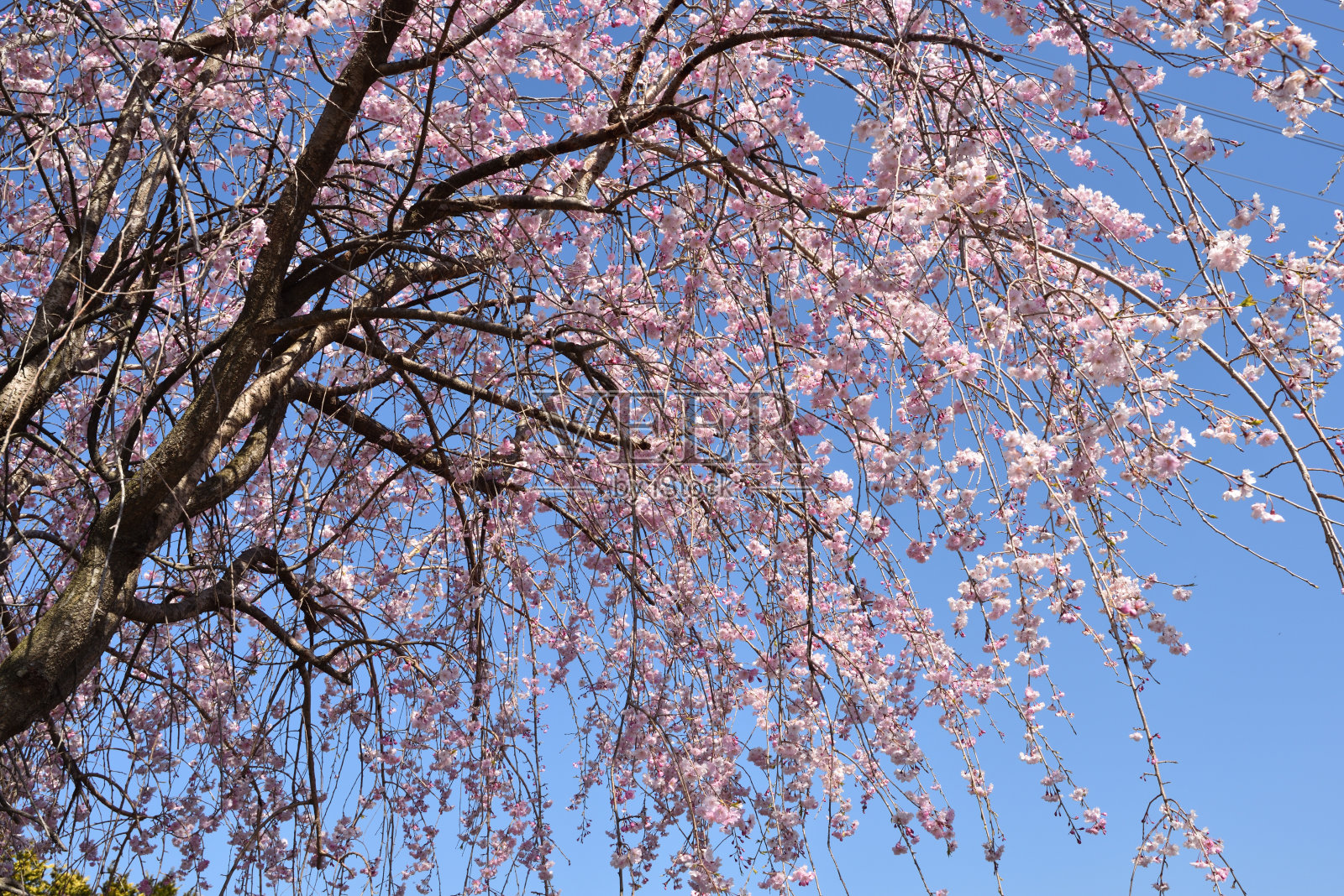 樱花在春天开花照片摄影图片