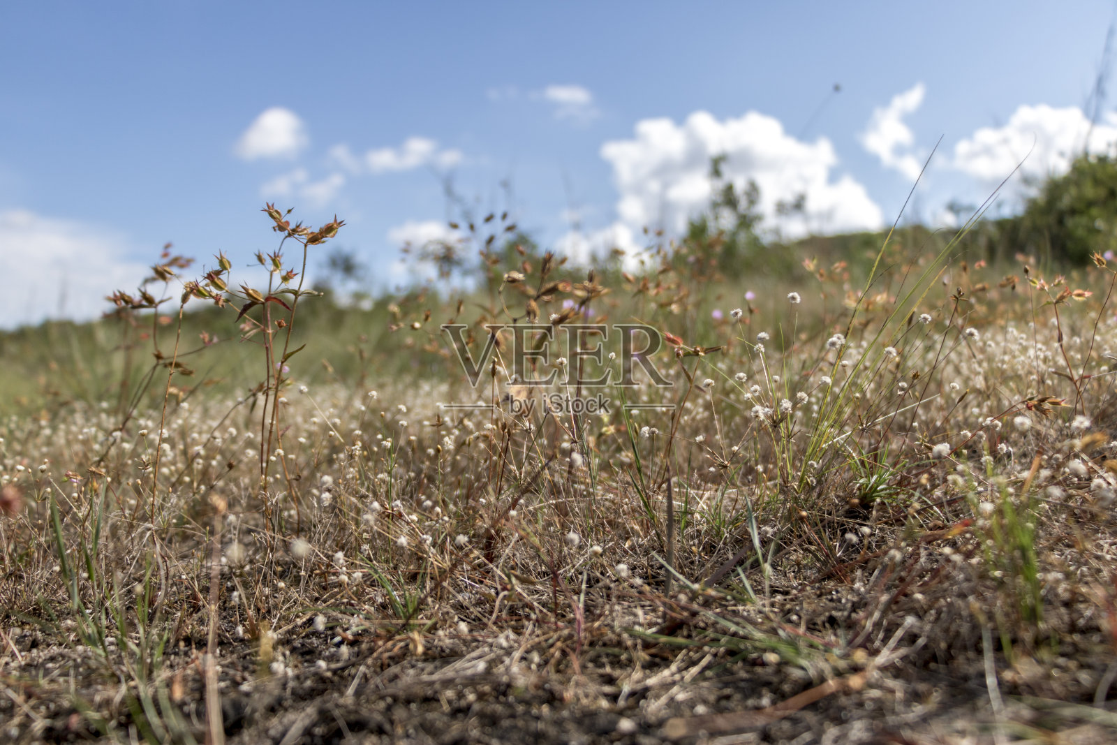 脸红在平原照片摄影图片