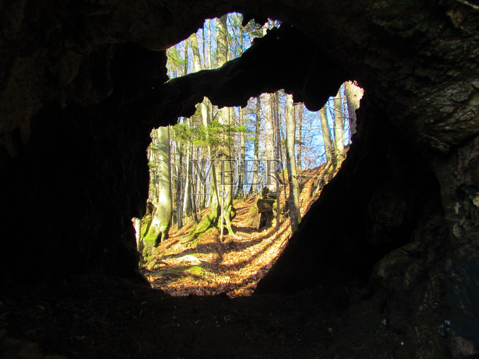 常见的山毛榉森林照片摄影图片