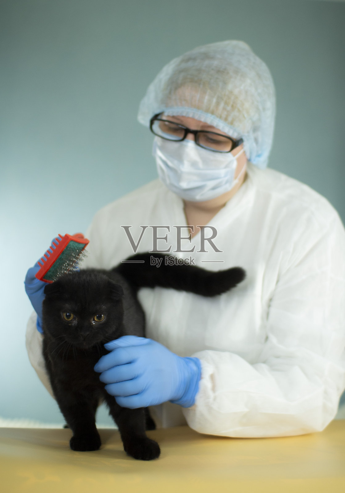 专家用一种特殊的工具照顾动物。猫的发廊。照片摄影图片