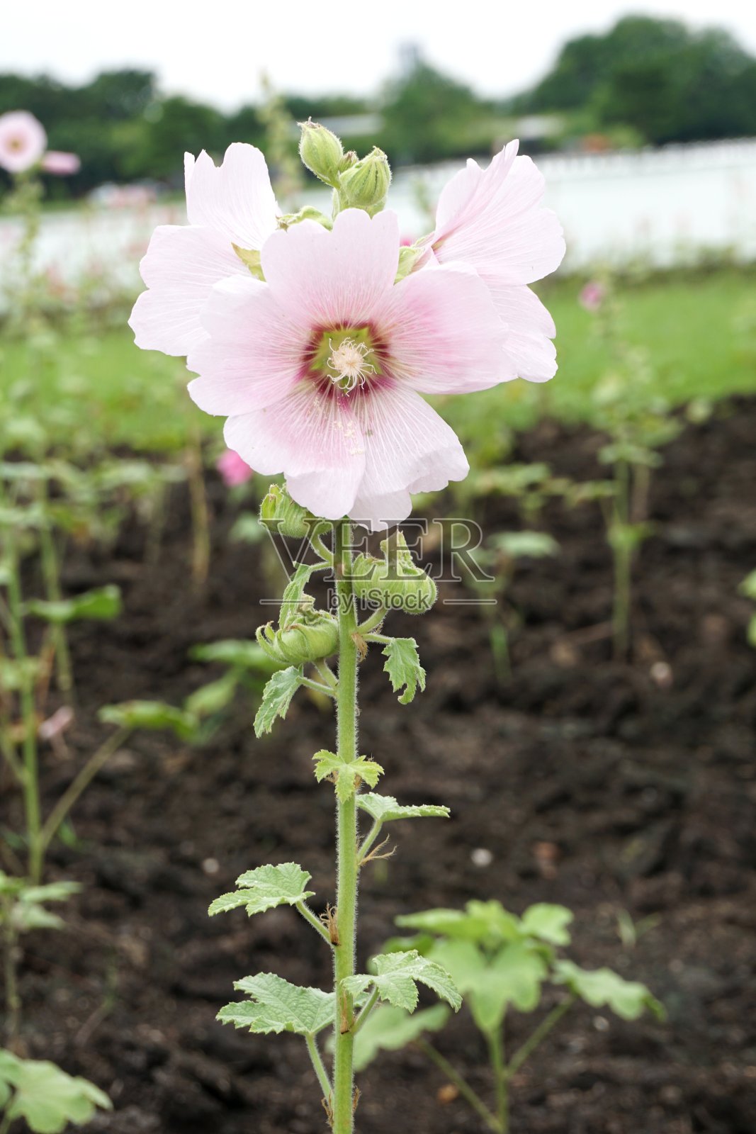 粉红色的蜀葵花在自然花园里照片摄影图片