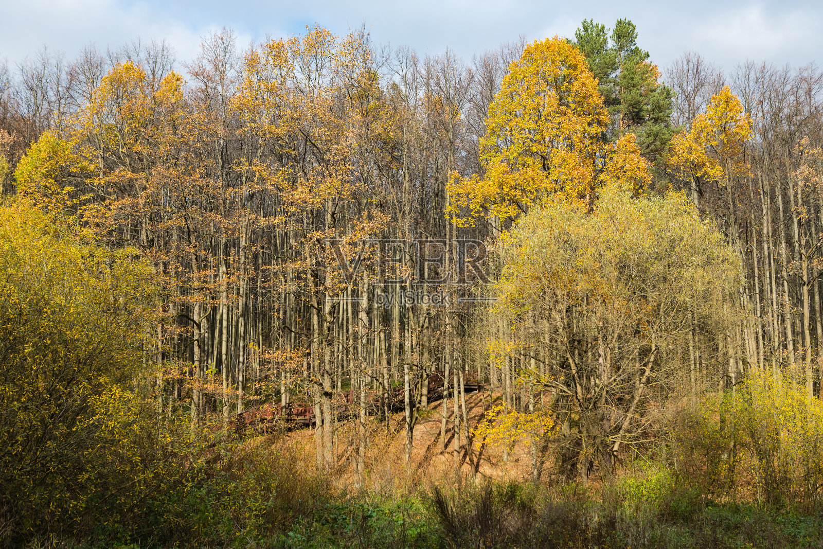树林里秋天的颜色照片摄影图片