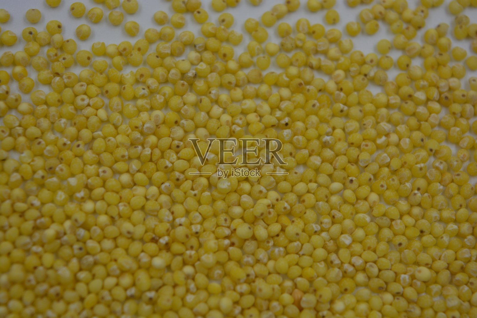 非常健康和有用的自由流动的谷物，黄色的小米分散在白色哑光的背景。这种谷物制成的粥可以清除体内的毒素。照片摄影图片