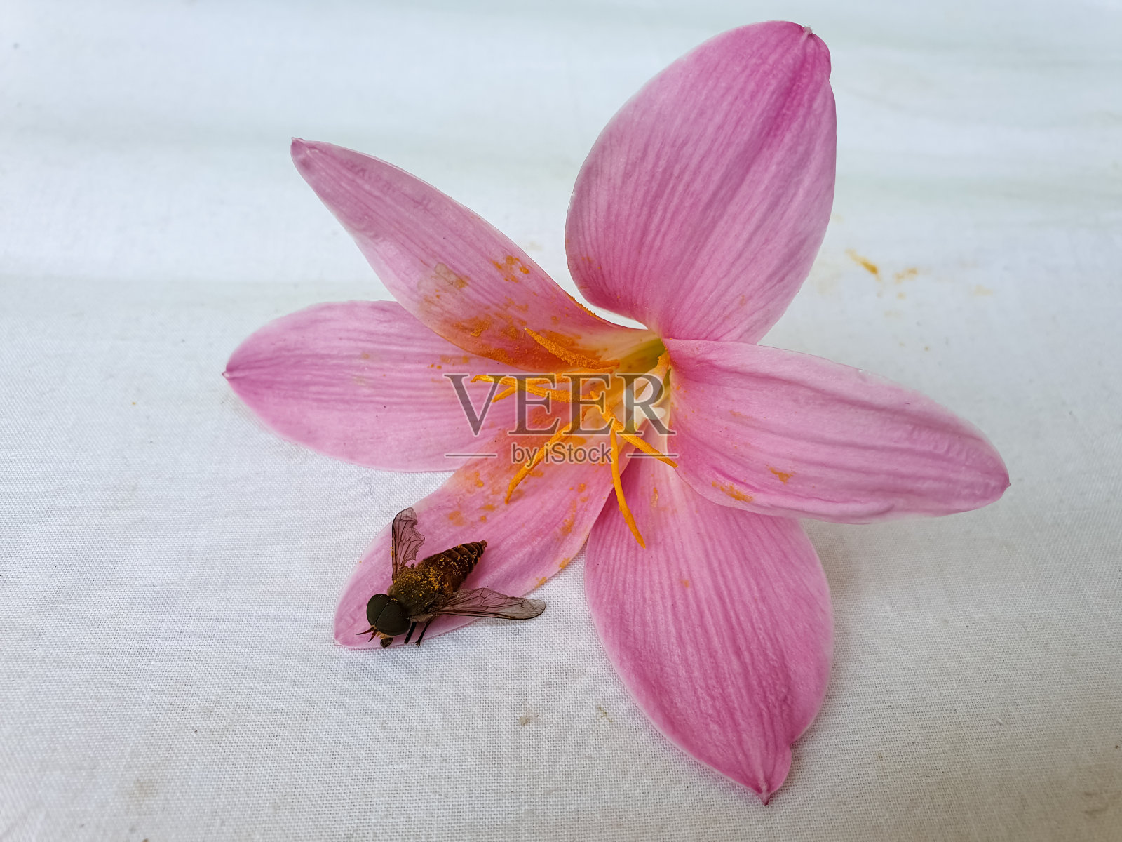 马蝇(牛虻)在白色背景的粉红色百合上，昆虫摄影，昆虫在花上的微距拍摄照片摄影图片