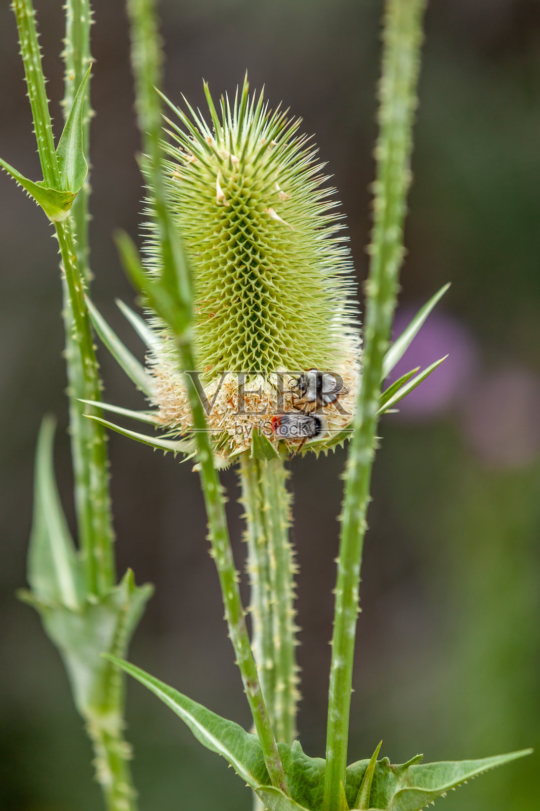 续断上的大黄蜂照片摄影图片