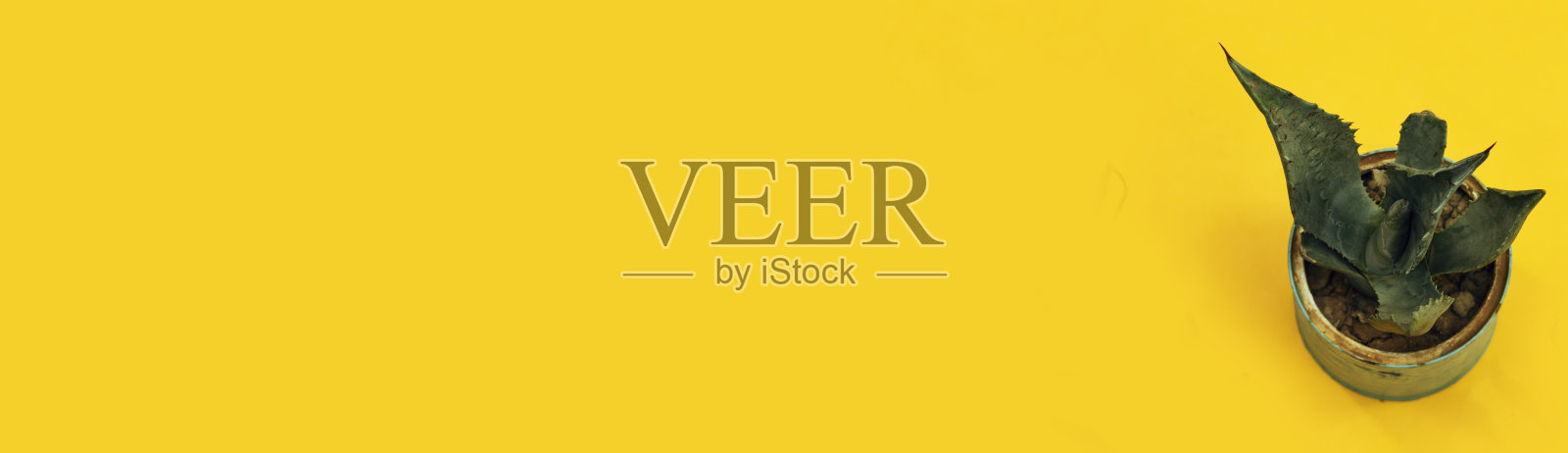 盆栽中的小植物，多肉植物或仙人掌，孤立在黄色背景上照片摄影图片