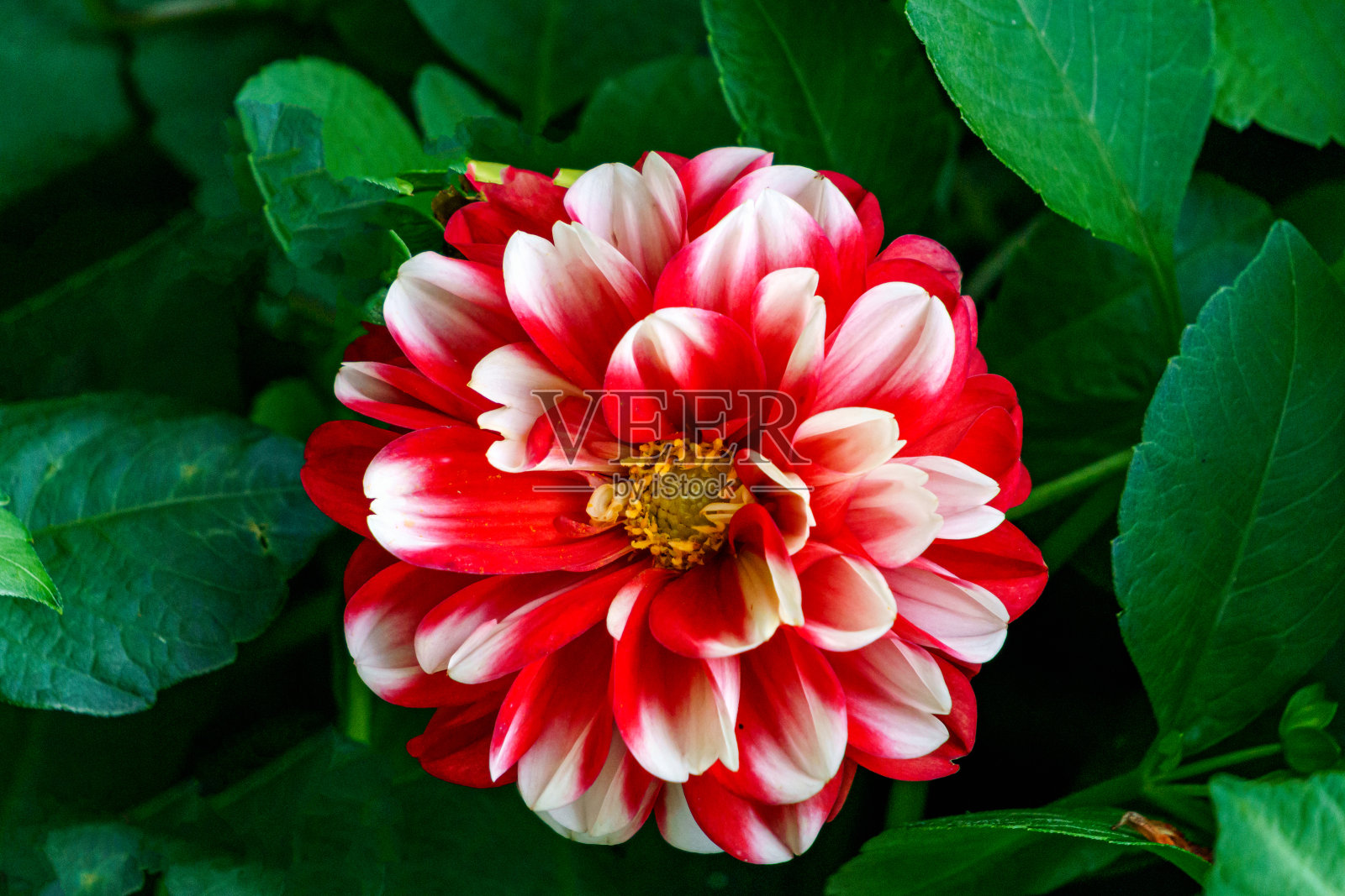 花园中白色顶端的红色大丽花的花蕾。照片摄影图片