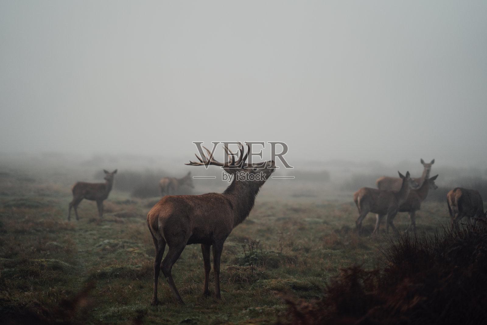 野生的鹿照片摄影图片