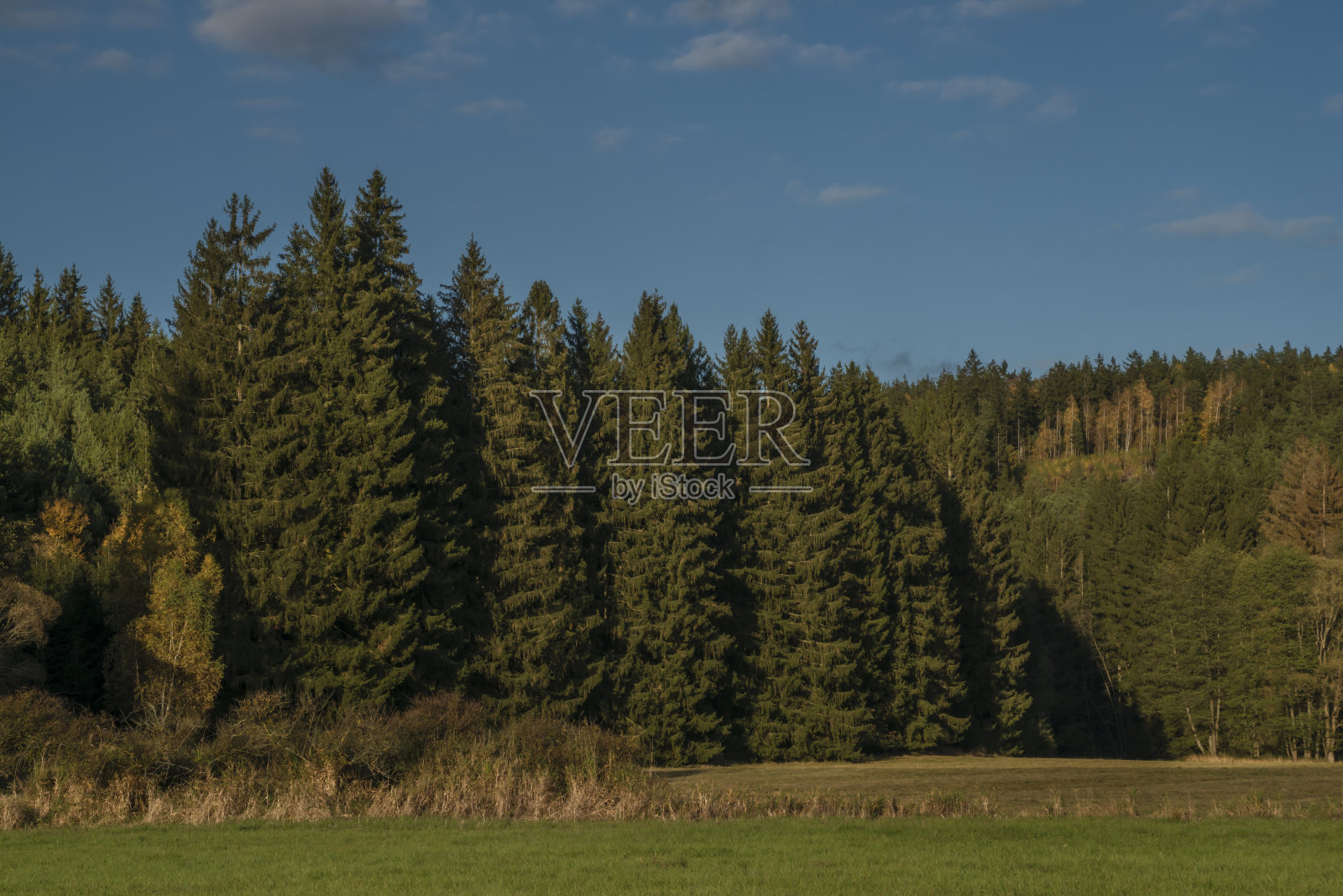 在乌特里镇附近的日落黄昏，松树和云杉的彩色阳光森林照片摄影图片