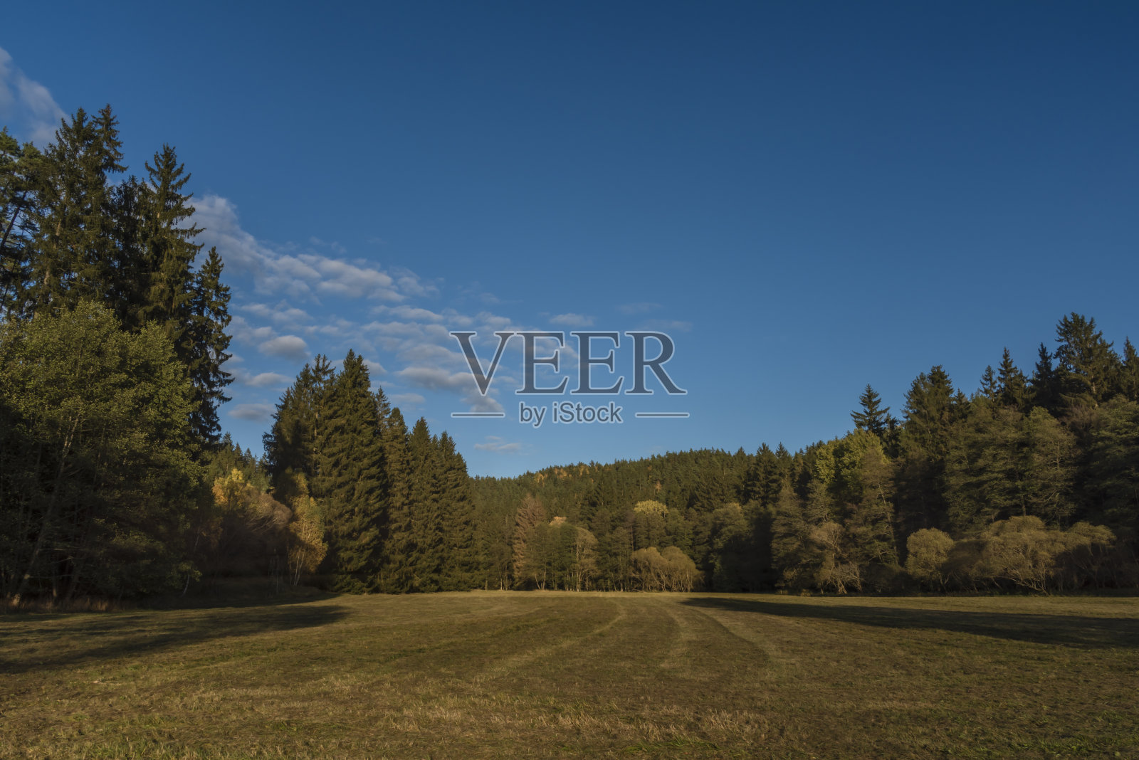 在乌特里镇附近的日落黄昏，松树和云杉的彩色阳光森林照片摄影图片