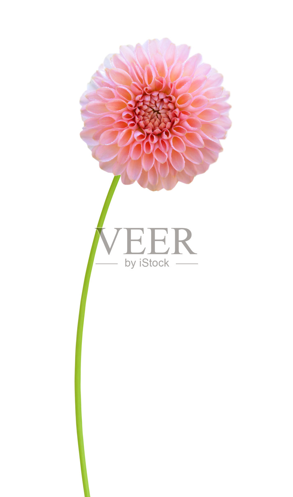 一朵'欢迎'大丽花雏菊花孤立的白色照片摄影图片