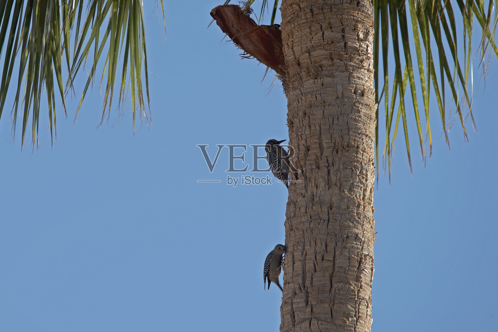 一对啄木鸟夫妇正忙着在一棵高高的墨西哥棕榈树上挖洞。照片摄影图片