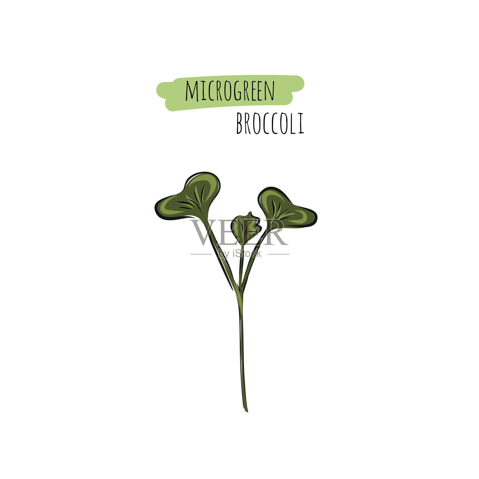 手绘西兰花微型蔬菜。矢量插图在素描风格孤立的白色背景插画图片素材