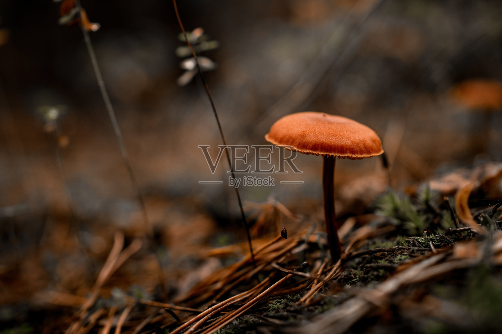 在秋天的森林里，长在细茎上的漂亮有毒的小蘑菇照片摄影图片