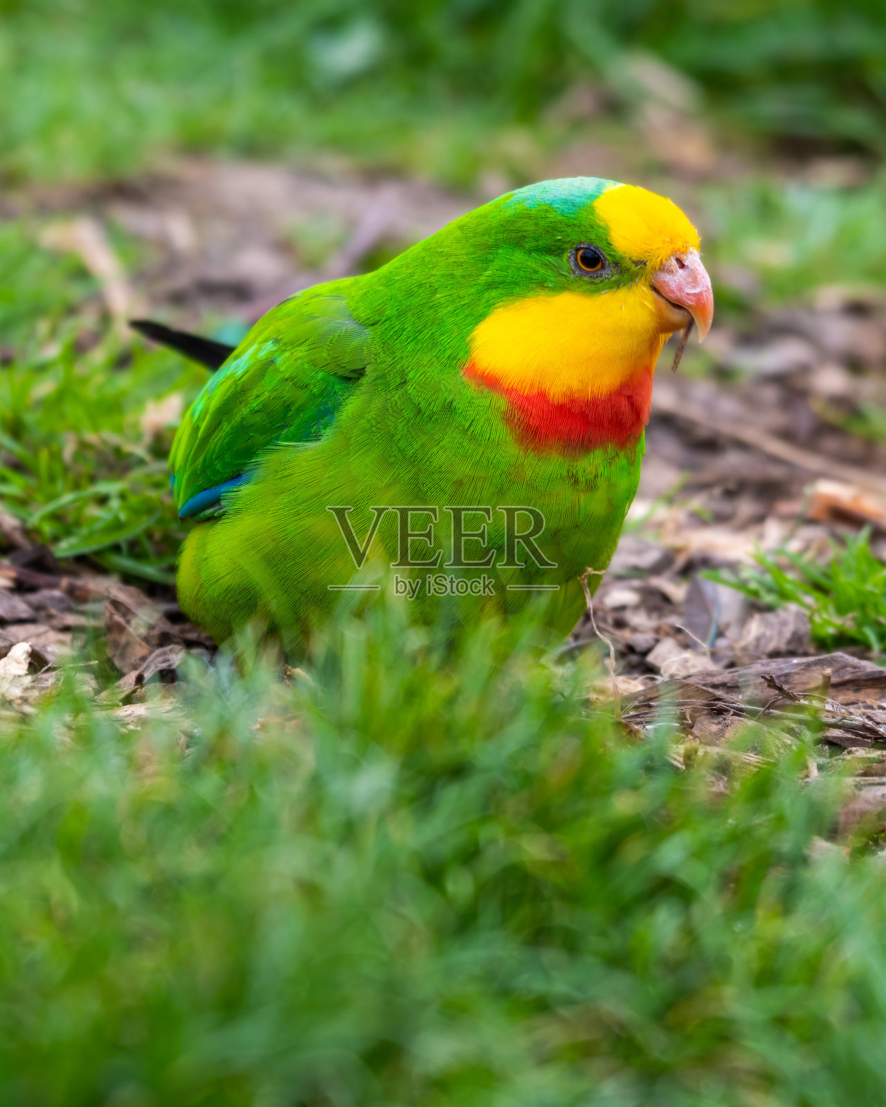 Barraband又名超级鹦鹉在地上觅食照片摄影图片