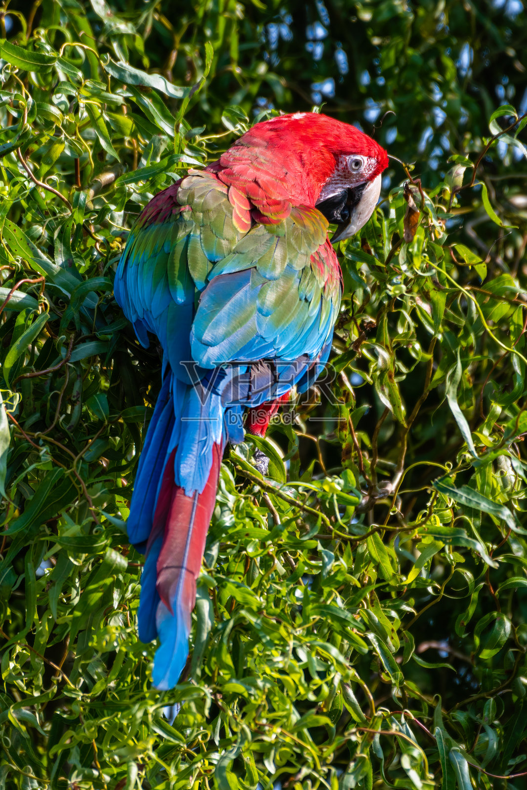 红绿金刚鹦鹉栖息在一棵树上照片摄影图片