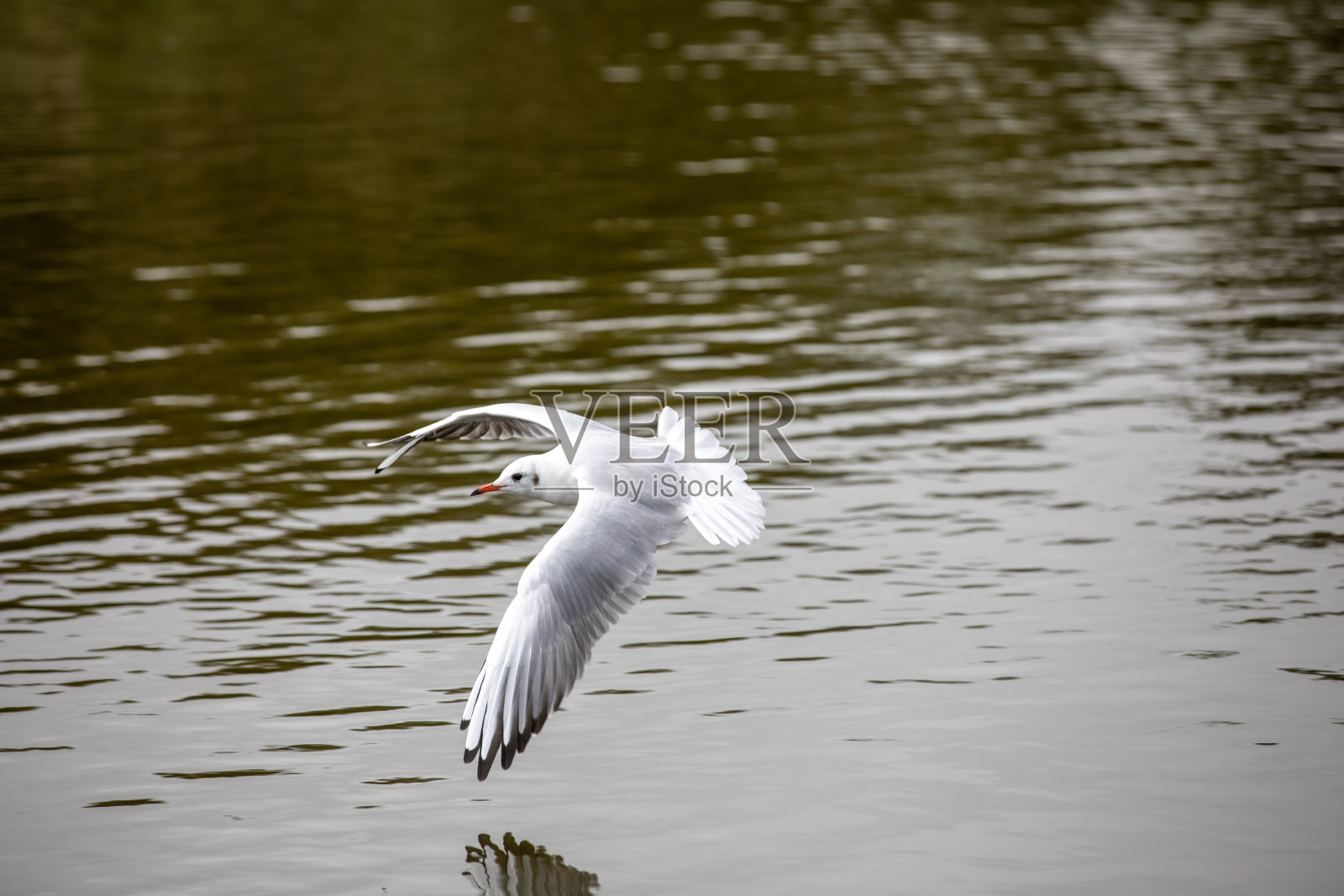 海鸥掠过水面照片摄影图片