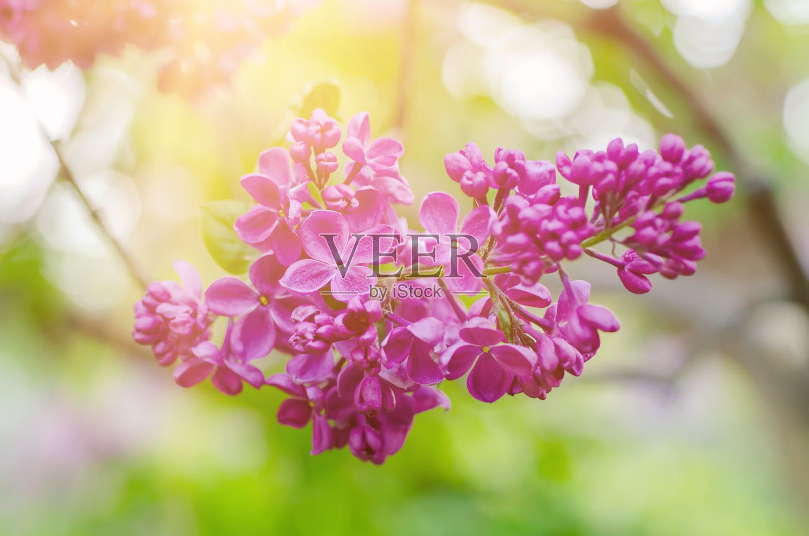 春天紫丁香花照片摄影图片