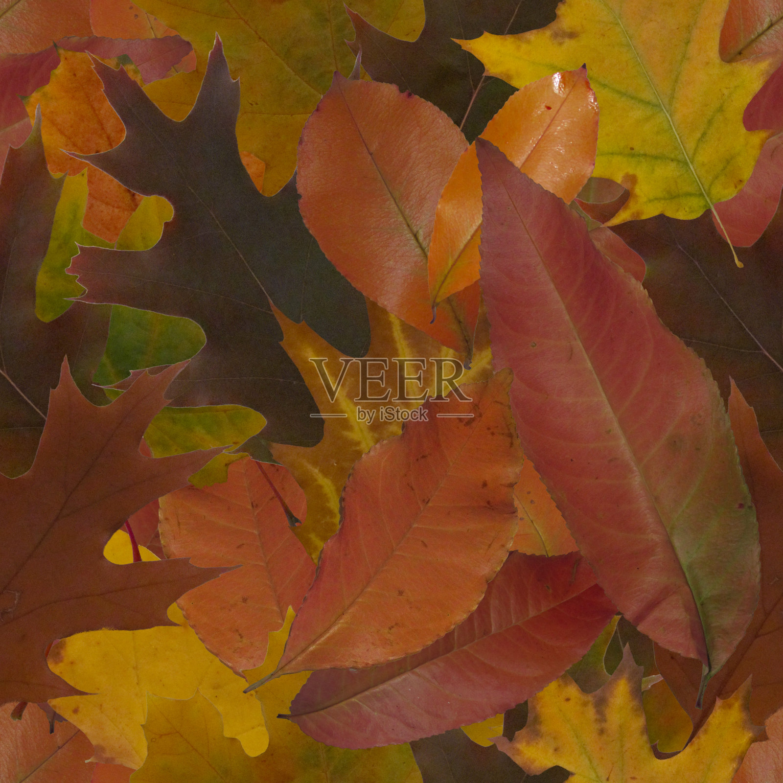 摘要秋叶无缝图案照片摄影图片