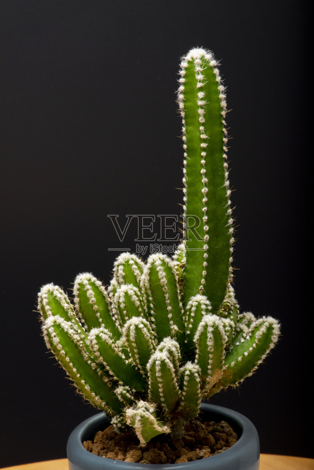 沙漠仙人掌花园照片摄影图片