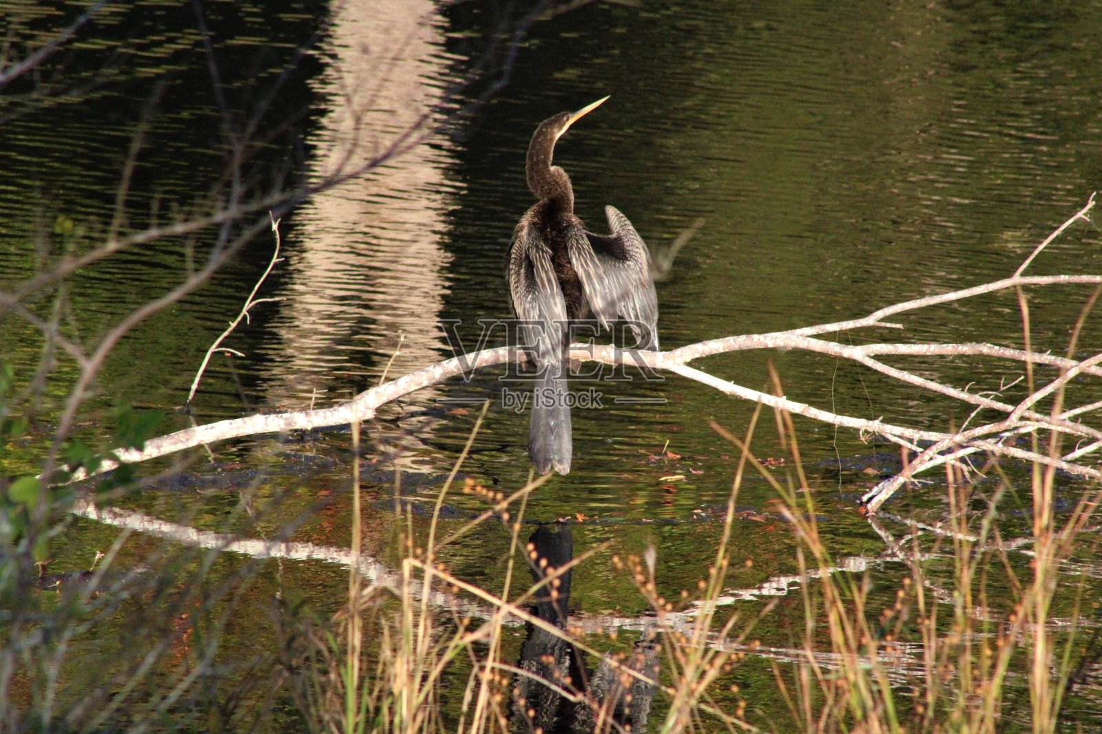 水鸟照片摄影图片