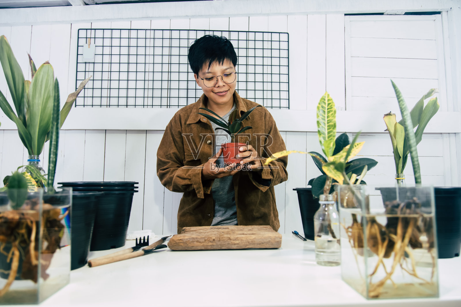 亚洲发型妇女在棕色夹克和灰色衬衫照顾一个植物的房子，在花盆的爱好树在家里照片摄影图片