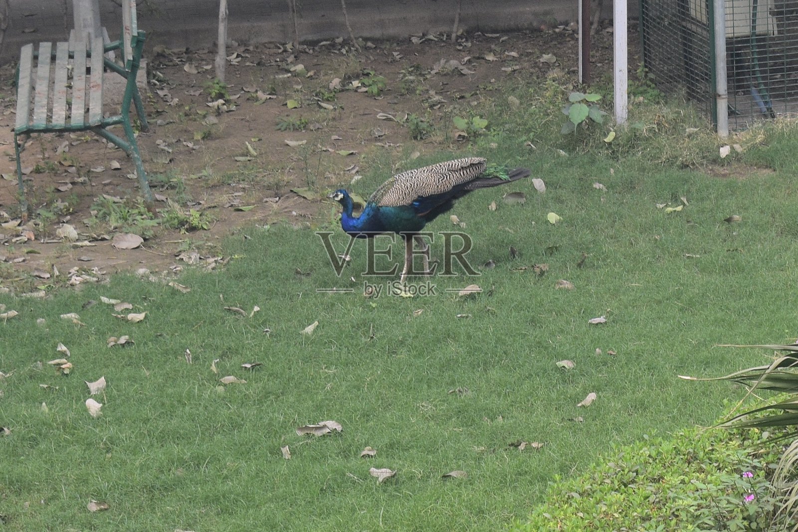 绿色花园里的孔雀照片摄影图片