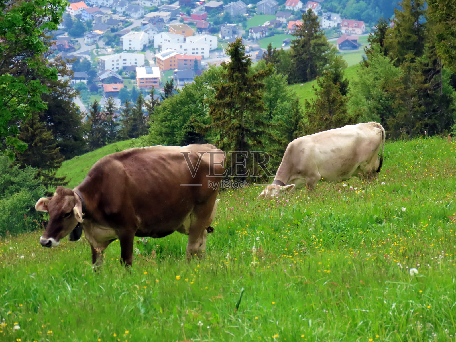 瑞士奥布瓦尔登的阿尔普纳克州(瑞士)，皮拉图斯山山坡上的草地和牧场上的奶牛。照片摄影图片