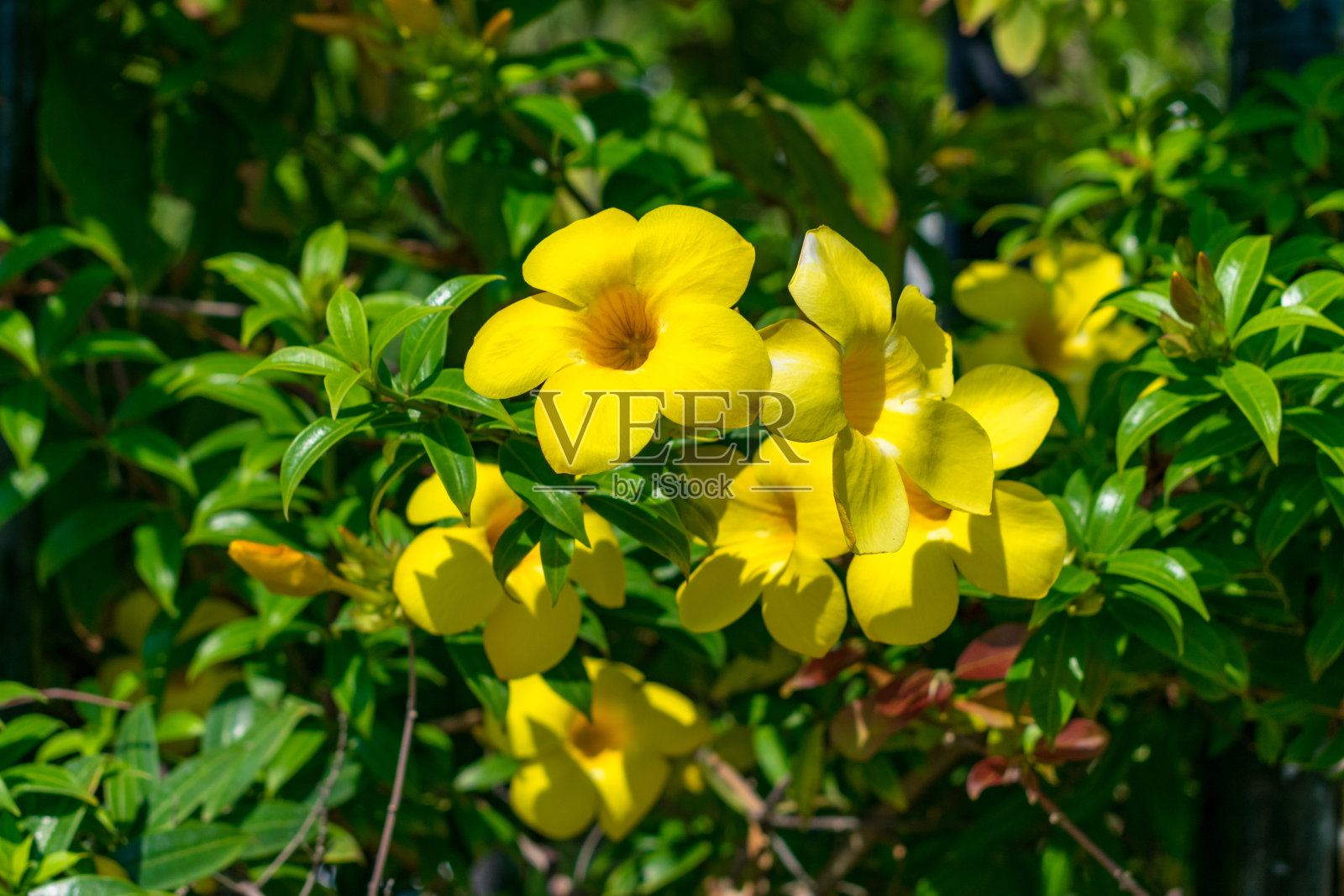 黄色的花和绿色的叶子在阳光下闪闪发光照片摄影图片