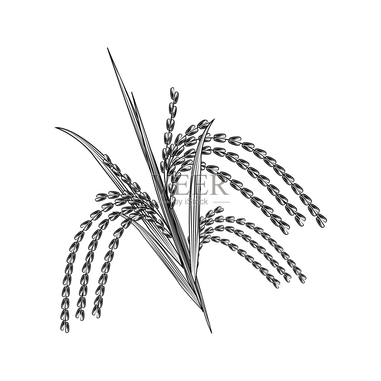 手绘大米粒孤立在白色设计元素图片