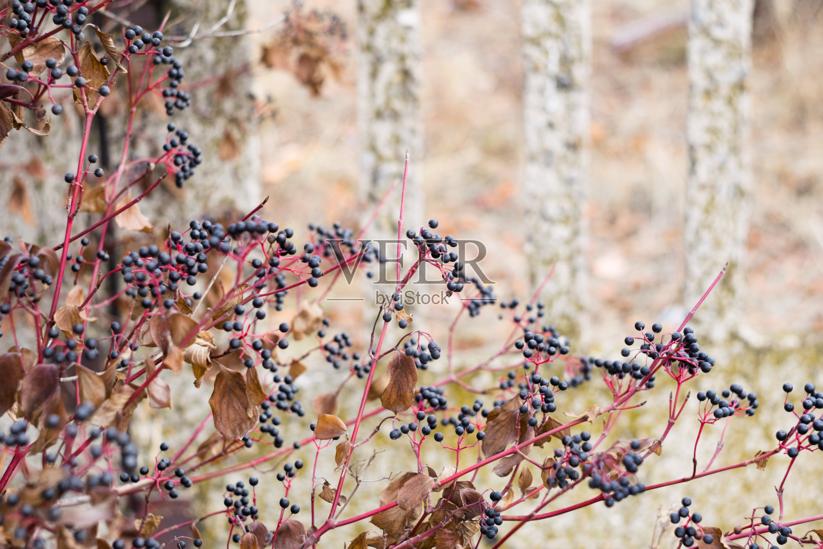 秋天的灌木，有红色的叶子和黑色成熟的浆果，背景是灰色的墙。有选择性的重点照片摄影图片