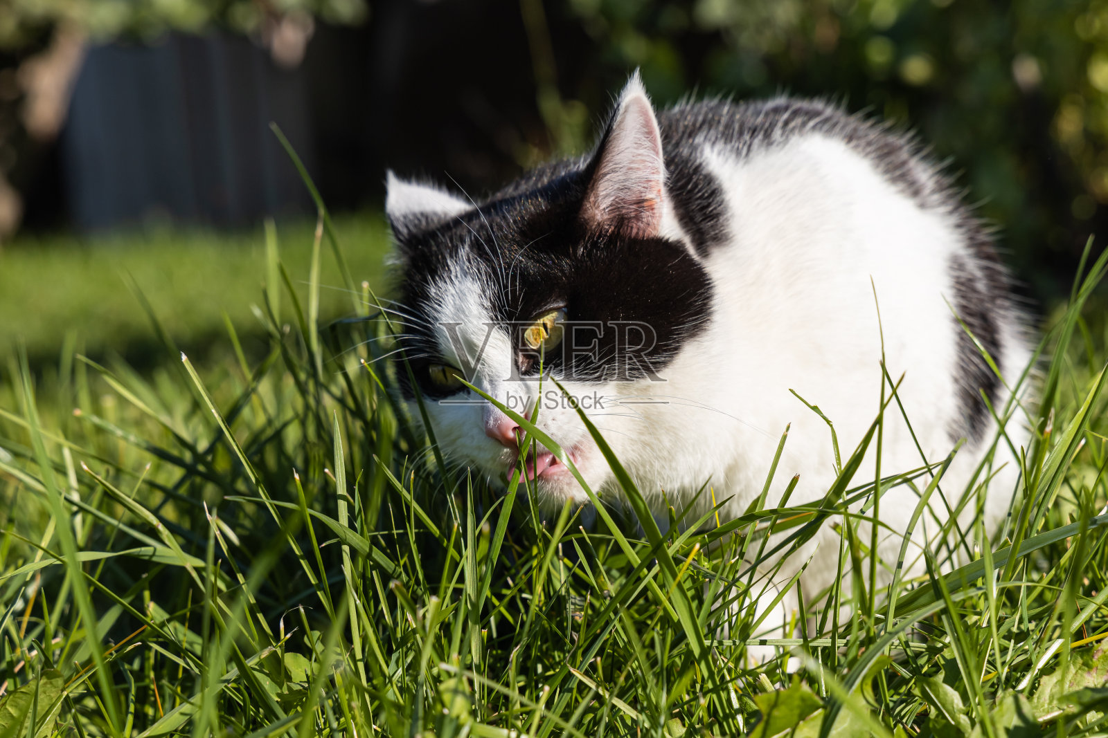 美丽的成年年轻的黑白猫，黄色的大眼睛，粉红色天鹅绒湿漉漉的鼻子和白色锋利的牙齿在花园里吃绿色的草夏天照片摄影图片