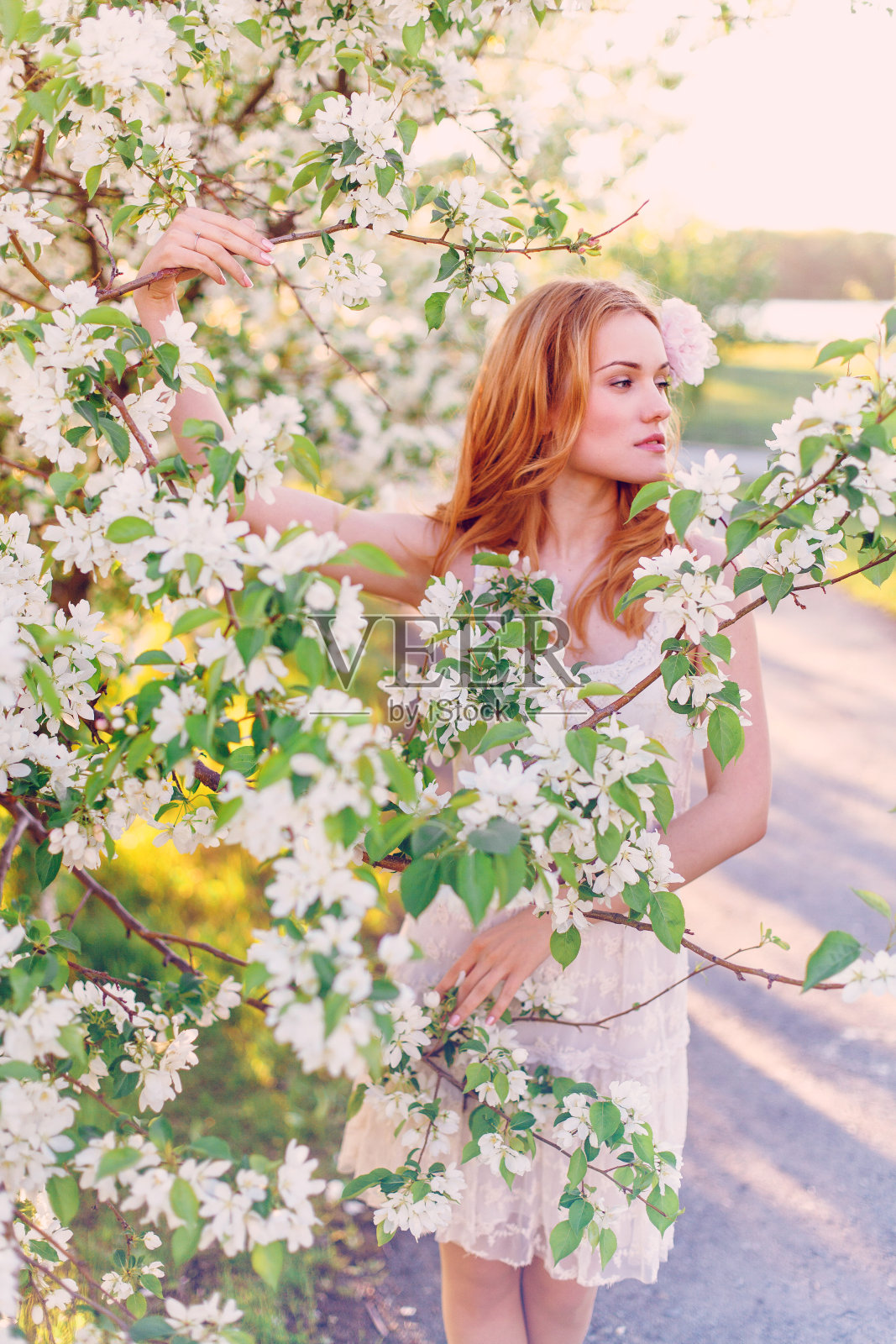 春天的苹果园照片摄影图片