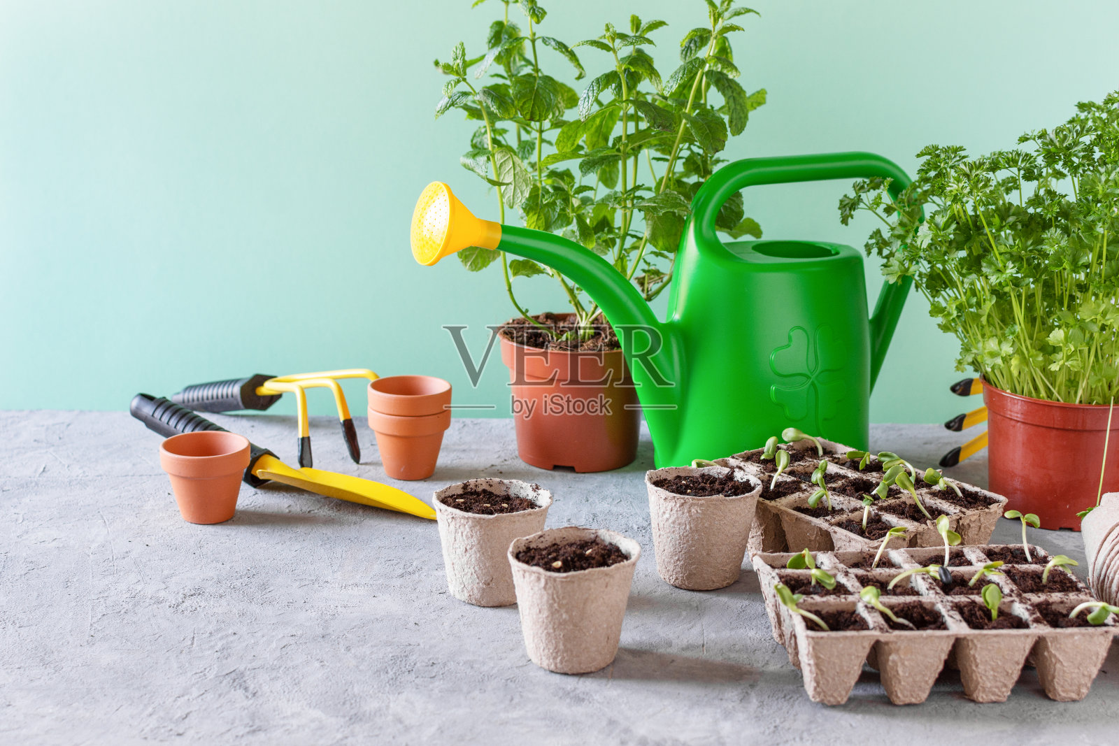 在发芽箱中种植植物以备发芽。照片摄影图片