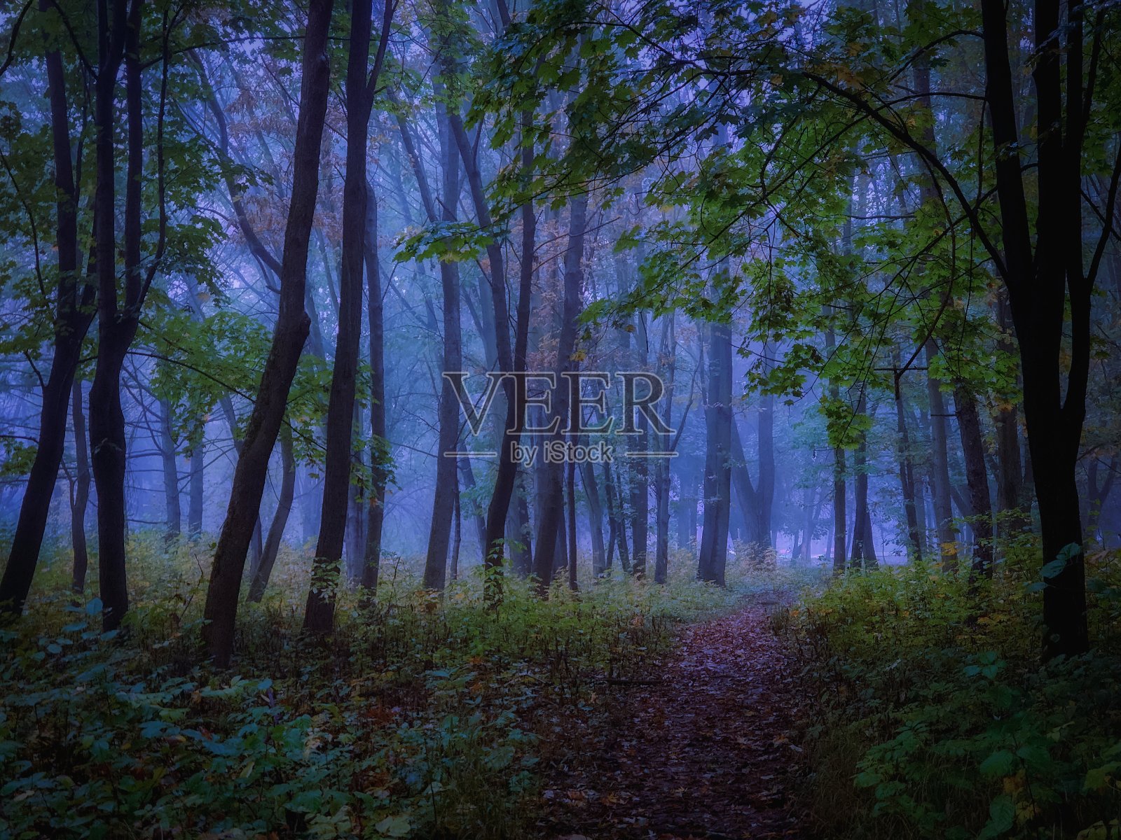 黑暗的喜怒无常的森林。可怕的神秘的森林。浓雾中的陌生森林。照片摄影图片