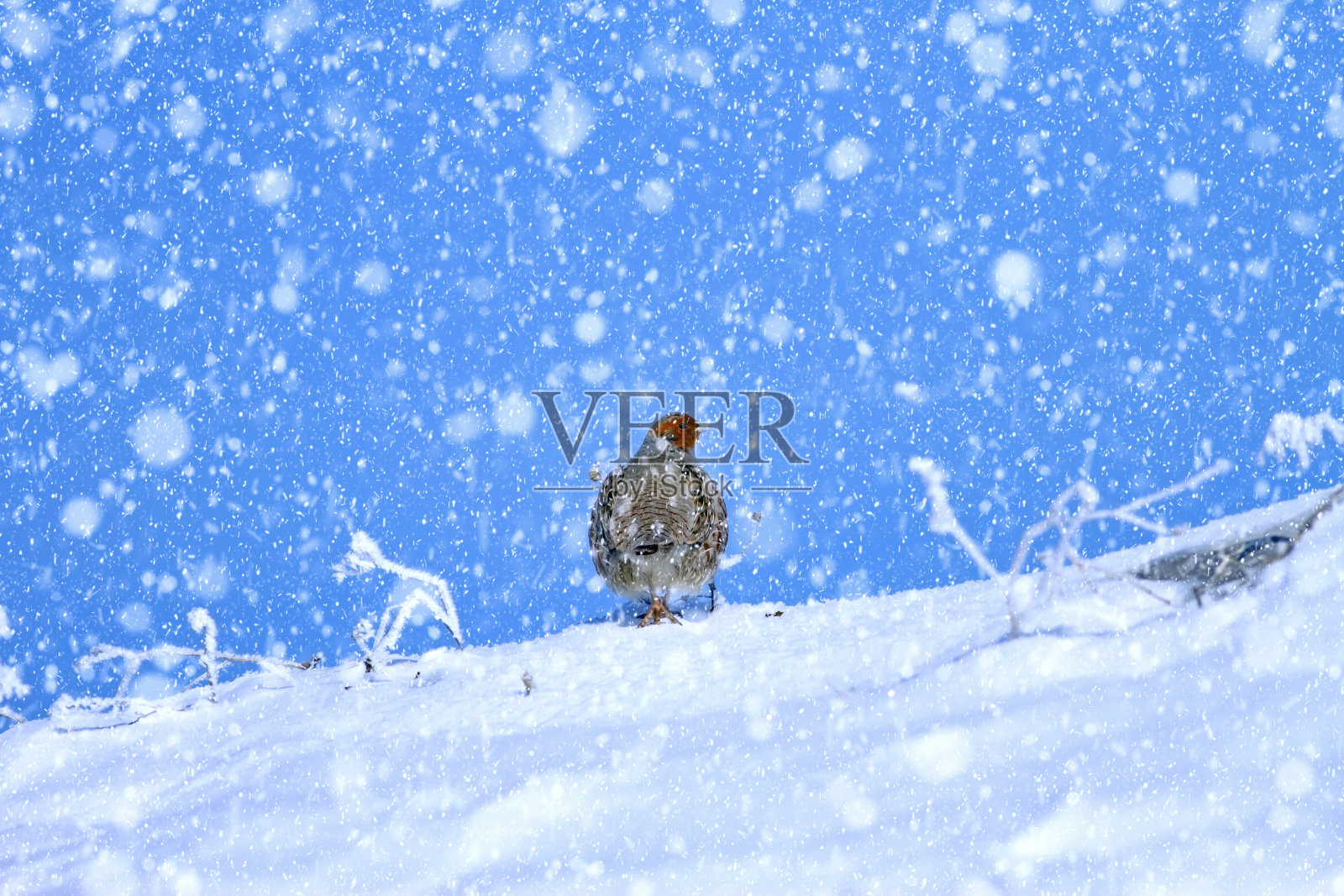 冬季和鸟类。雪下降。白色蓝色的自然背景。照片摄影图片