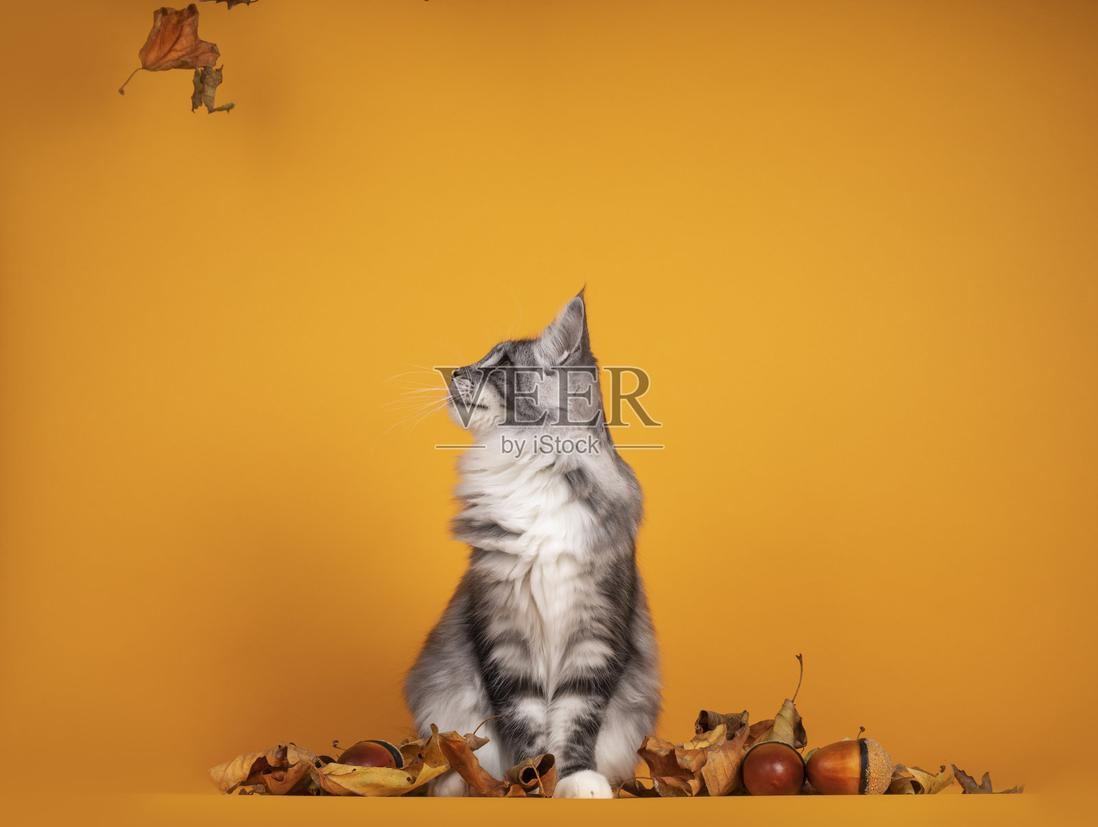 黄色背景上的缅因猫照片摄影图片