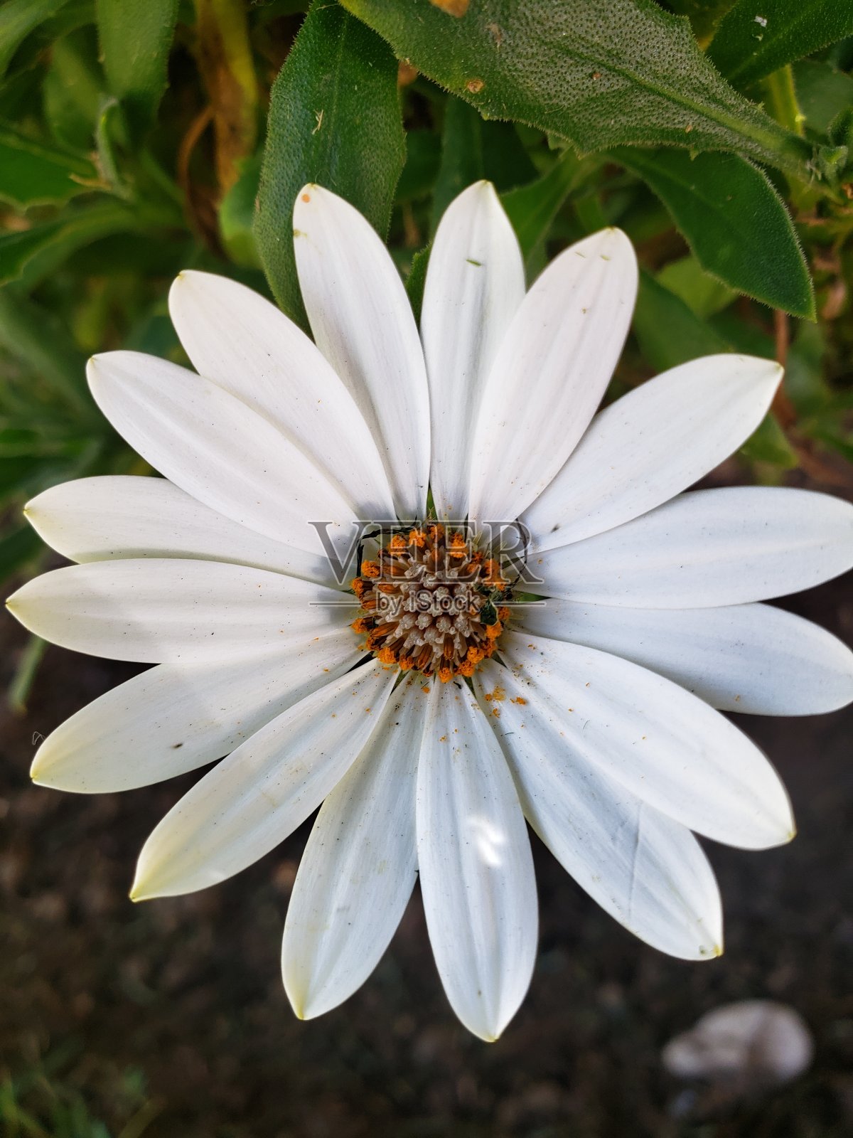 白花特写照片摄影图片