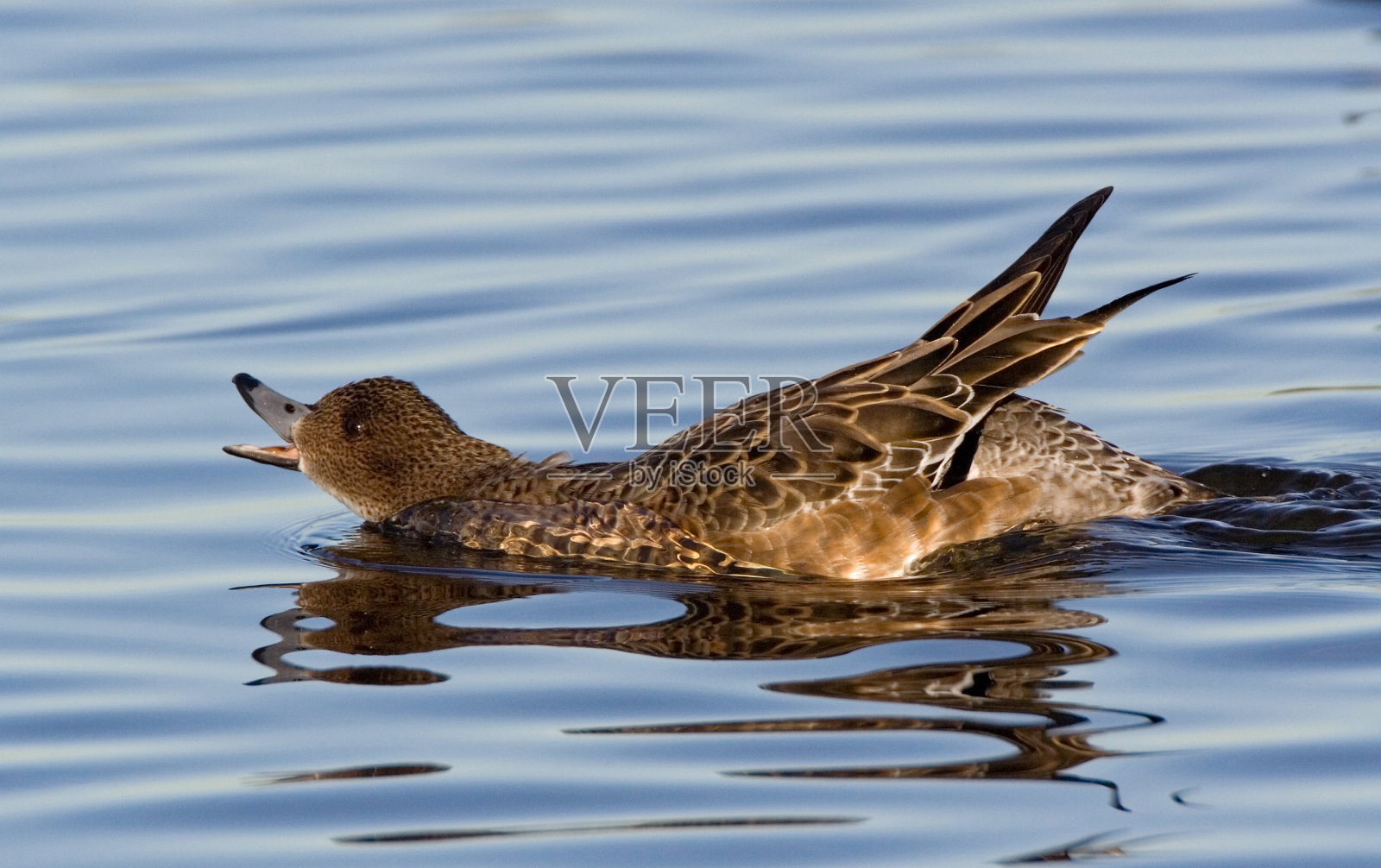 史密斯，欧亚威根，阿纳斯·佩内洛普照片摄影图片