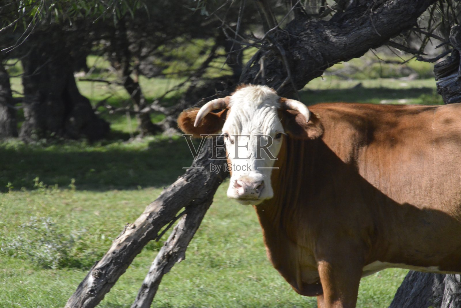 一头危险的公牛正直直地看着我照片摄影图片