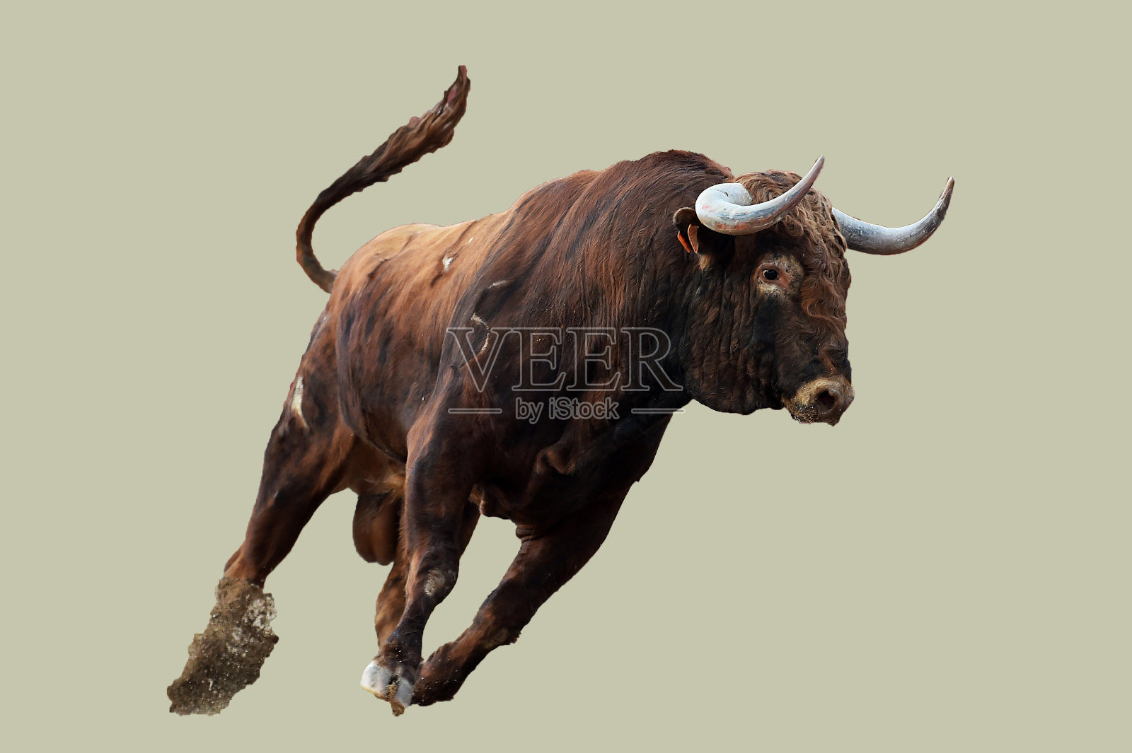 牛照片摄影图片