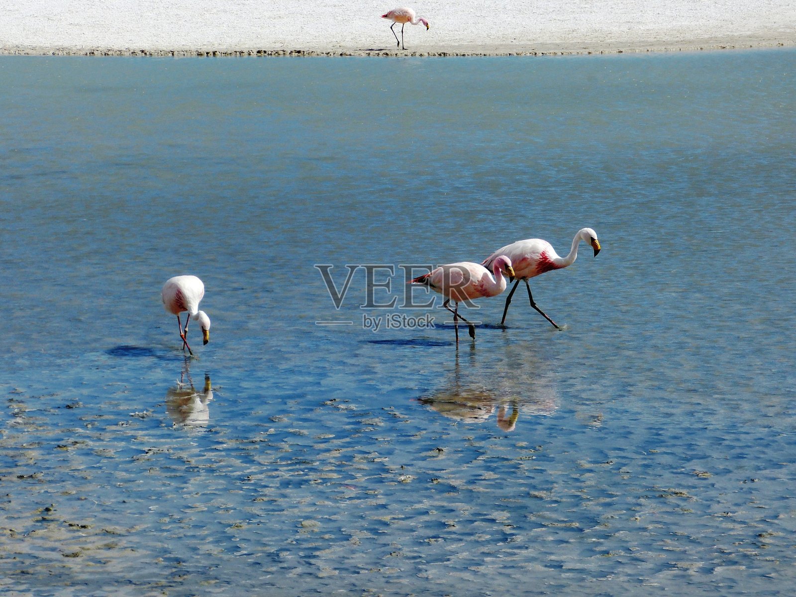 玻利维亚乌尤尼海迪翁达盐湖中的火烈鸟。海迪翁达湖到处都是火烈鸟。它是值得注意的各种迁徙物种的粉红色和白色火烈鸟。安第斯火烈鸟。Phoenicopterus andinus。照片摄影图片