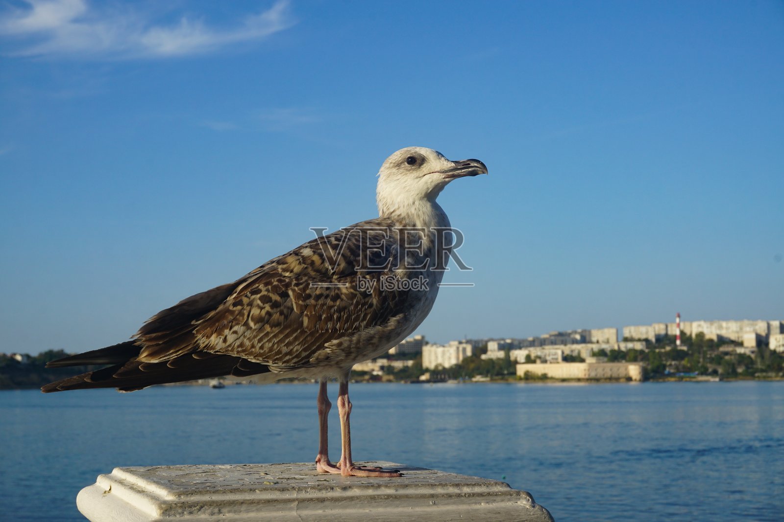 海鸥站在海港的地平线上的特写照片摄影图片