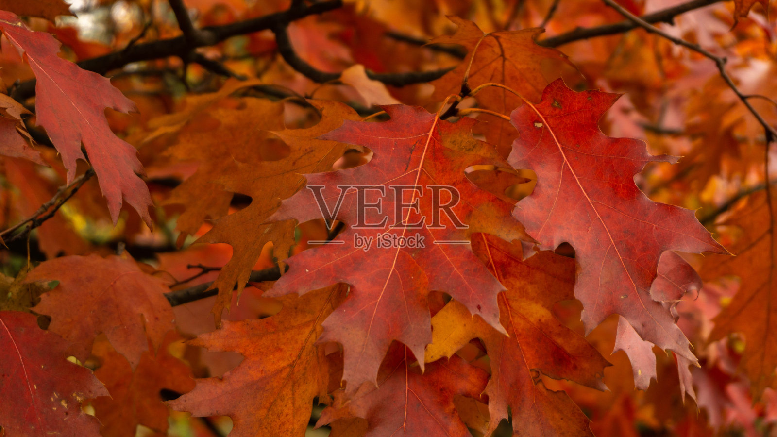 美丽多彩的秋叶，美好的日子照片摄影图片