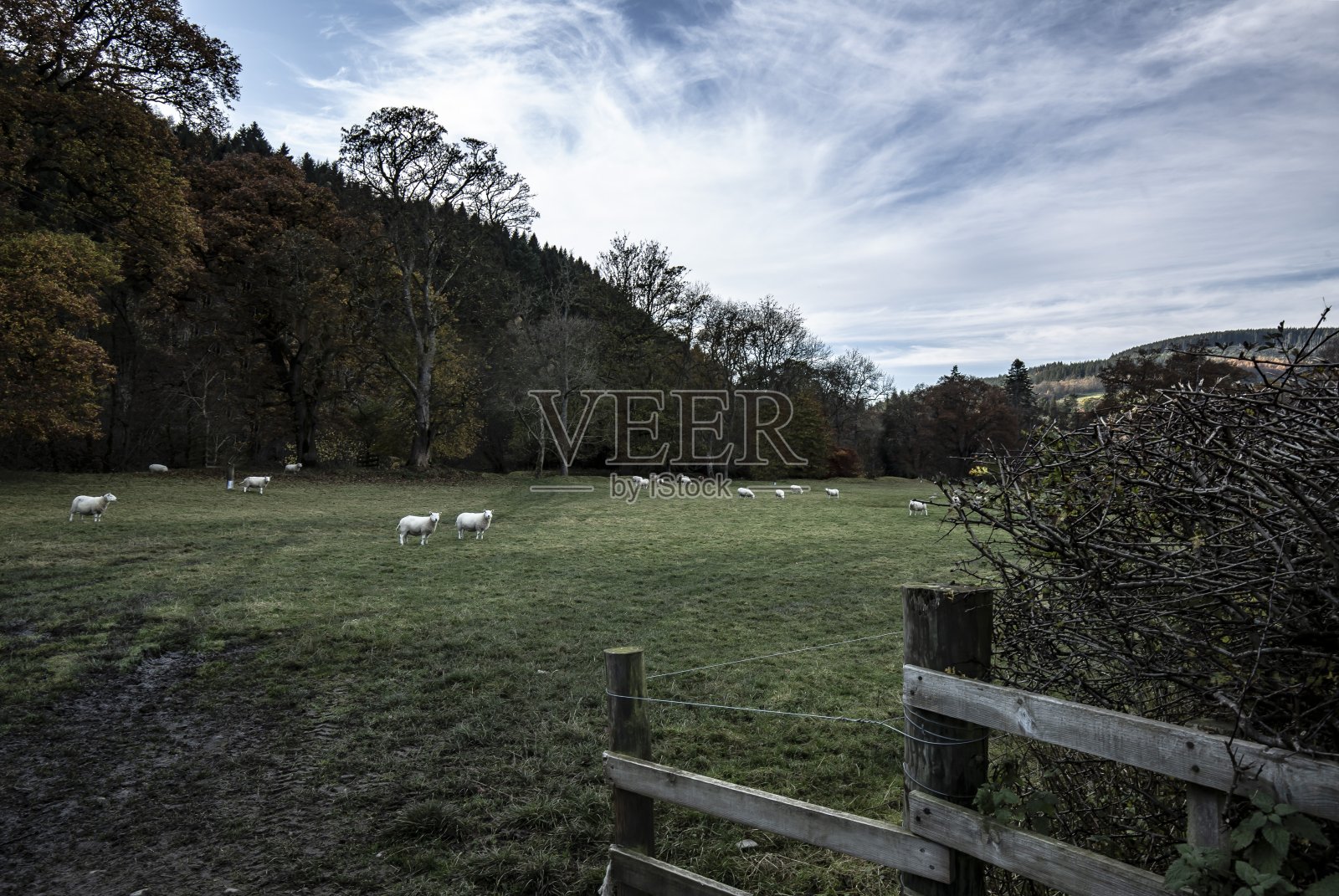 秋季牧羊场:苏格兰边境。照片摄影图片